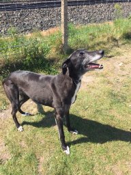 NWDogRescue's tweet photo. 🐾MIA🐾 here.  I've just arrived in kennels and I don't know why after 9 years.  Its confusing. 

Please RT to help me find my furever home.
You'll find an enquiry-form here
https://t.co/ImLUbaEy7p
#FFH https://t.co/gNXNm65cha