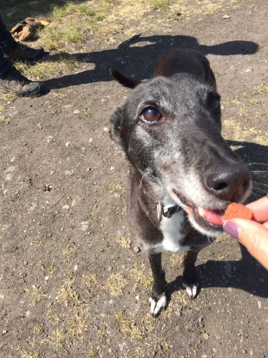 NWDogRescue's tweet photo. 🐾MIA🐾 here.  I've just arrived in kennels and I don't know why after 9 years.  Its confusing. 

Please RT to help me find my furever home.
You'll find an enquiry-form here
https://t.co/ImLUbaEy7p
#FFH https://t.co/gNXNm65cha