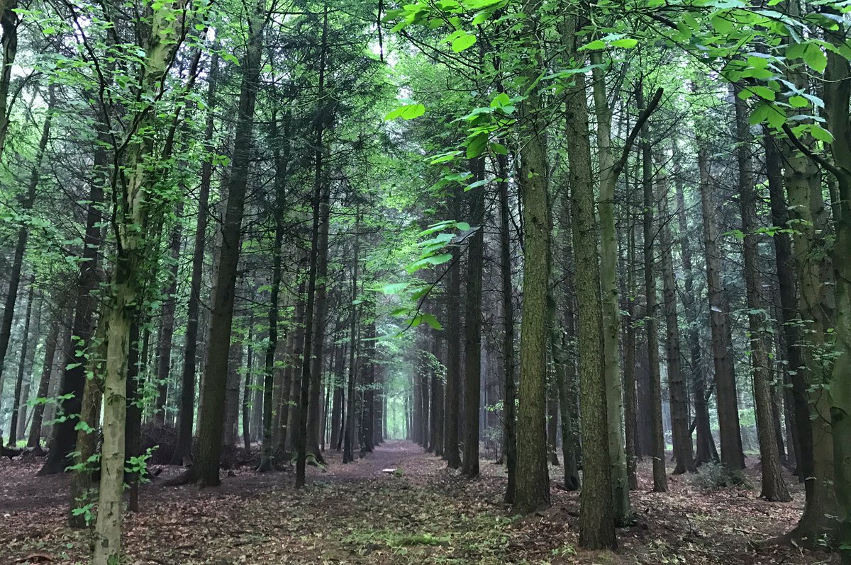 wottonrunners's tweet photo. Tonight's run is off-road through the beautiful Westridge woods. Start usual time and place😊🏃‍♀️🏃🏃🏻🏃🏽‍♀️ https://t.co/xcdwXkXMhl