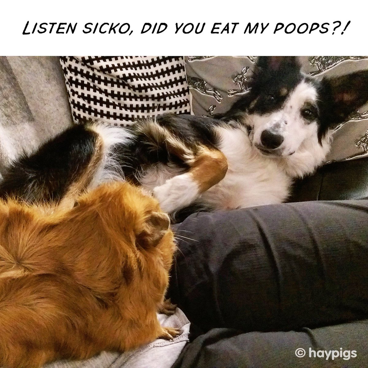haypigs's tweet photo. ⚡THROWBACK THURSDAY⚡ That day when 🐹 Crunchie confronted 🐶 Sansa dog over the disappearing poops... 😏🤣 #poothief #guiltyface #theyaregiftsforthehumans #throwbackthursday https://t.co/MX2HAyrT2U