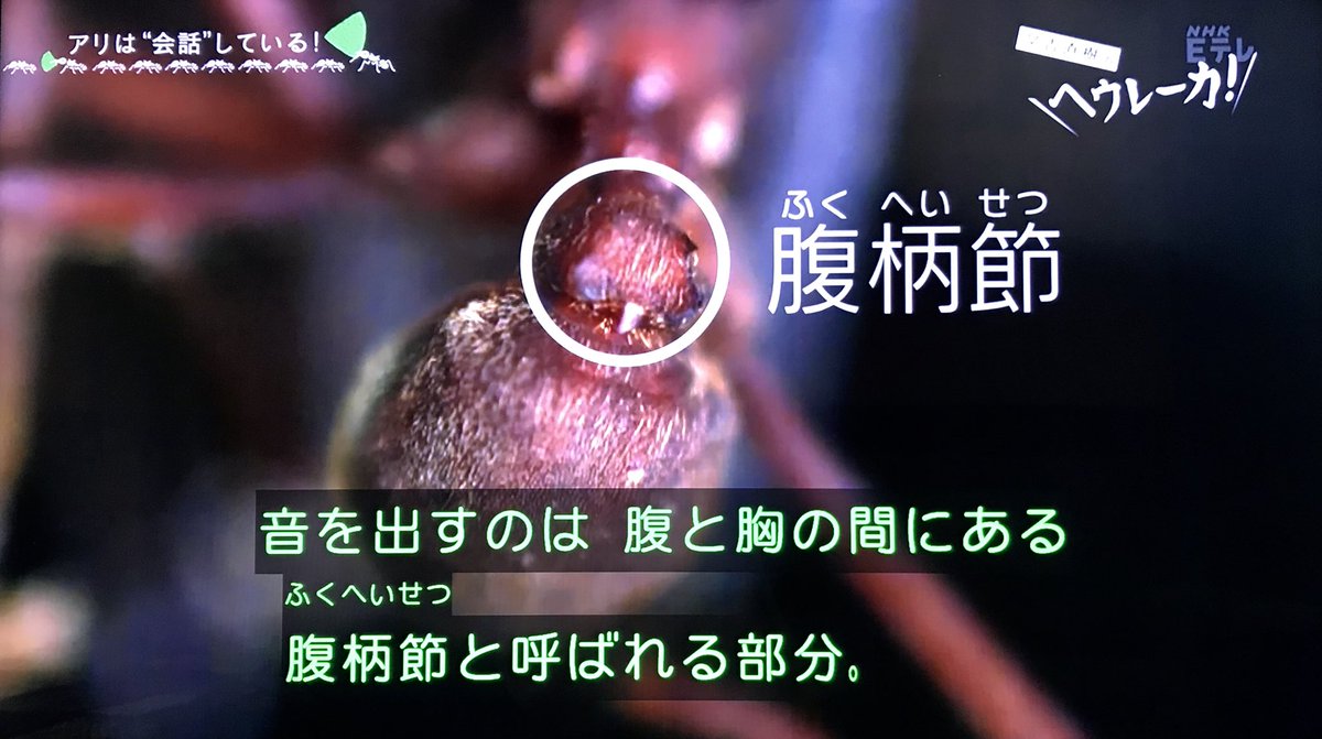ハキリアリの言語を解明中 アリ研究の先生の夢は 化学物質で駆除するのではなく 会話 で解決 又吉直樹のヘウレーカ Togetter