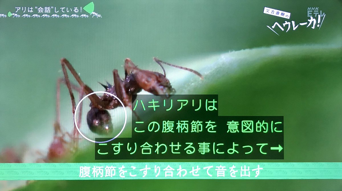 ハキリアリの言語を解明中 アリ研究の先生の夢は 化学物質で駆除するのではなく 会話 で解決 又吉直樹のヘウレーカ Togetter ハキリアリの言語を解明中 アリ研究の先生の夢は 化学物質で駆除するのではなく 会話 で解決 又吉直樹のヘウレーカ Togetter