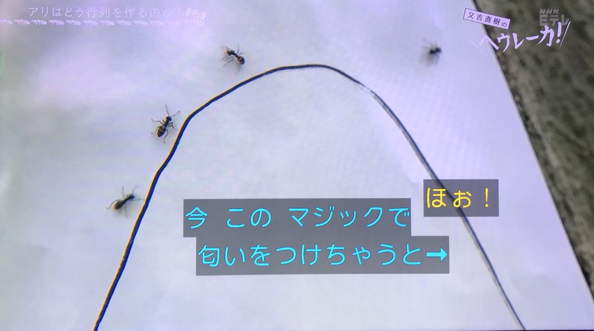 ハキリアリの言語を解明中 アリ研究の先生の夢は 化学物質で駆除するのではなく 会話 で解決 又吉直樹のヘウレーカ Togetter ハキリアリの言語を解明中 アリ研究の先生の夢は 化学物質で駆除するのではなく 会話 で解決 又吉直樹のヘウレーカ Togetter