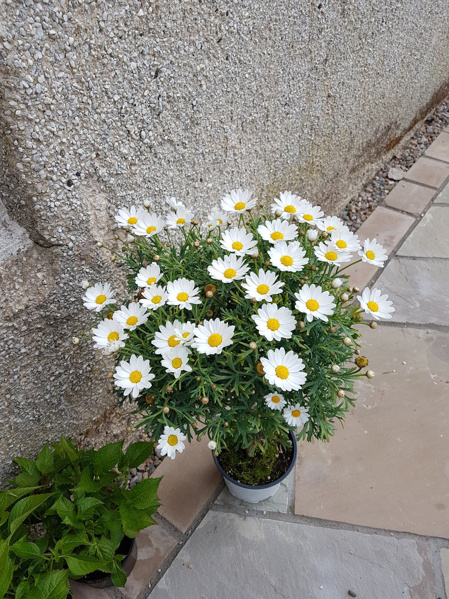 DrewettMandy's tweet photo. The Happiest Flowers in my Garden #Daisy #Summersmiles https://t.co/HD8Vw1EnXu