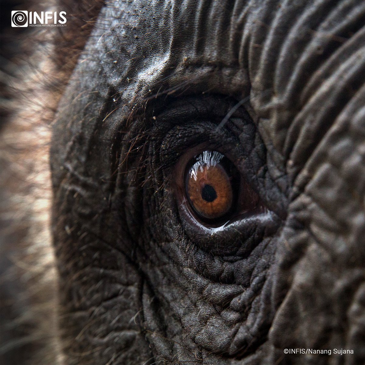 Infis Auf Twitter Tahukah Kamu Bahwa Gajah Adalah Hewan Yang