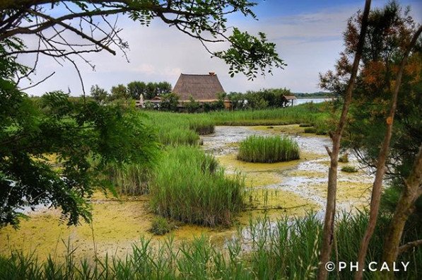 TurismoVeneto's tweet photo. Un paesaggio ricco di pinete, lagune e dune si estende tra #Caorle e #Bibione. È l’oasi naturalistica di #Vallevecchia, ultimo tratto di litorale non urbanizzato dell'Alto Adriatico https://t.co/0jHo3kLnib #VisitVeneto (foto IG abcalifoto) https://t.co/EMQMbRpFwT