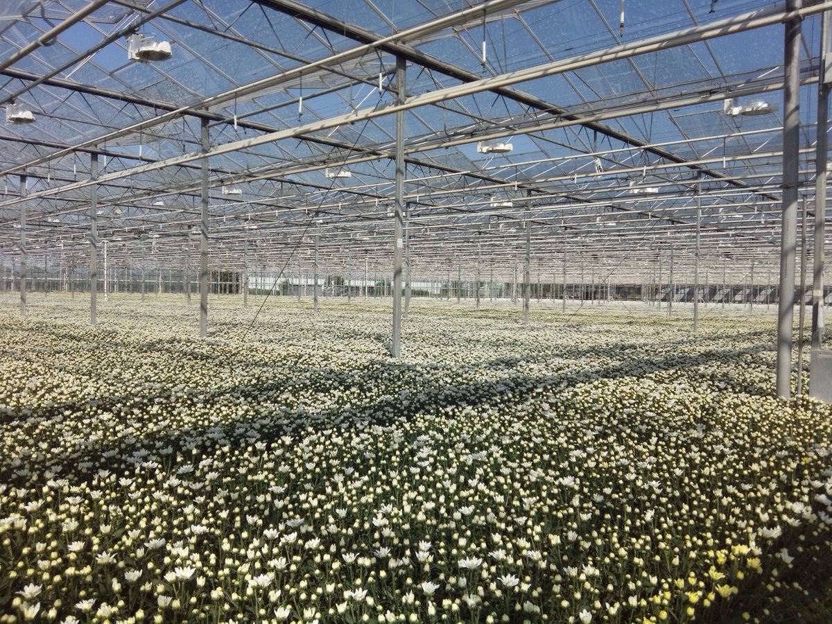 MarinusKiep's tweet photo. Mooie innovatie in #chrysanten #baltica teelt. Doseerunit op de plantmachine om #Biovin van @PHC_PlantHealth aan te brengen bij het #planten! Direct op de juiste plaats! @DelphyChrysant @Deliflor @chrysant_nl https://t.co/EwzDEKNEku