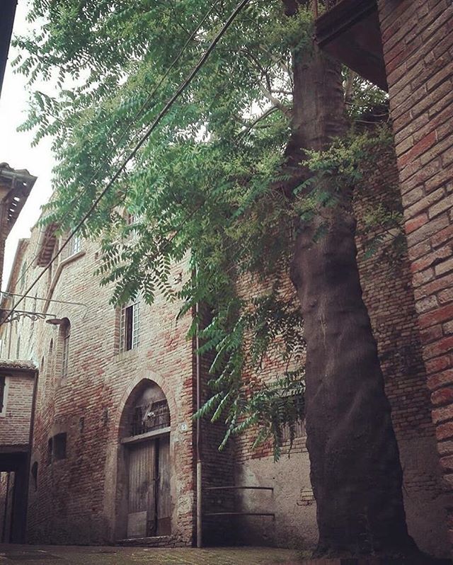 cittacorinaldo's tweet photo. Scorci corinaldesi #corinaldo #comunedicorinaldo #cittapalcoscenico #borgomedievale #borghiditalia #borghipiubelliditalia #bandieraarancione #touringclubitaliano #volgomarche #marchetourism #marcheexpress #marchedavivere #marchedascoprire #yallersborghi #yallersmarche #yalle… https://t.co/bTosF5XkU9