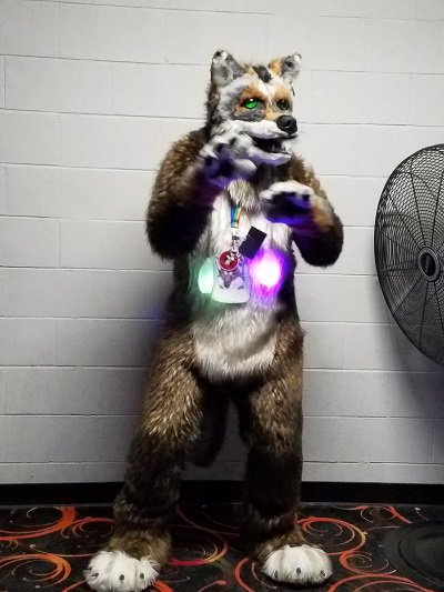 farley_redwolf's tweet photo. Break'n it down #DancingWolf #FarleyThatSillyRedWolf https://t.co/l2drRkFIy4