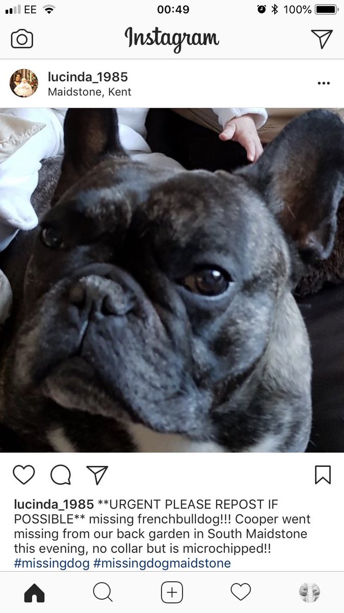 serenabracken's tweet photo. @maidstonebc please share ... lost dog in south Maidstone .. no collar but is micro chipped - this is cooper PLEASE HELP FIND HIM https://t.co/5ZkqnV0oJO