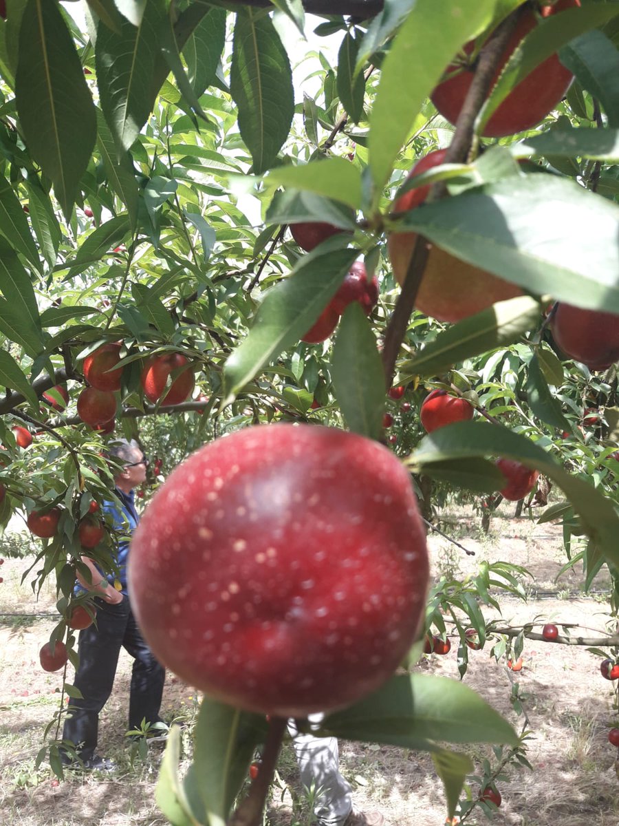Carbotecnia1's tweet photo. La región de Aprilia, cerca de #Roma es una región excelente 👌🏼 para el #cultivo de #nectarina. 🌳
Carbosoil y los productos foliares con #calcio han optimizado el #rendimiento y la #Calidad.
#Italia #agricultura #nettarina #fertilizzante #frutta #qualità https://t.co/tKBJ7NyPYe