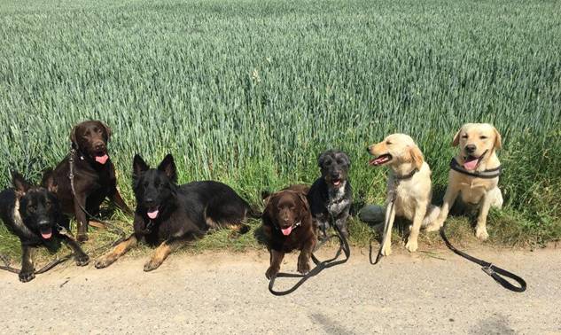 Bellomania Dog Resort kommt gut an dlvr.it/QWSq9L