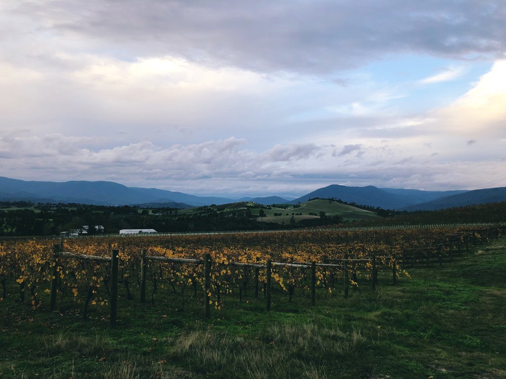 JamesSuckling's tweet photo. View over the #YarraValley #Australia from #YarraYering. The #shiraz vines here are some of the last to lose their leaves because of deep lateral roots.#AustralianWine https://t.co/8h7BV6lzPR