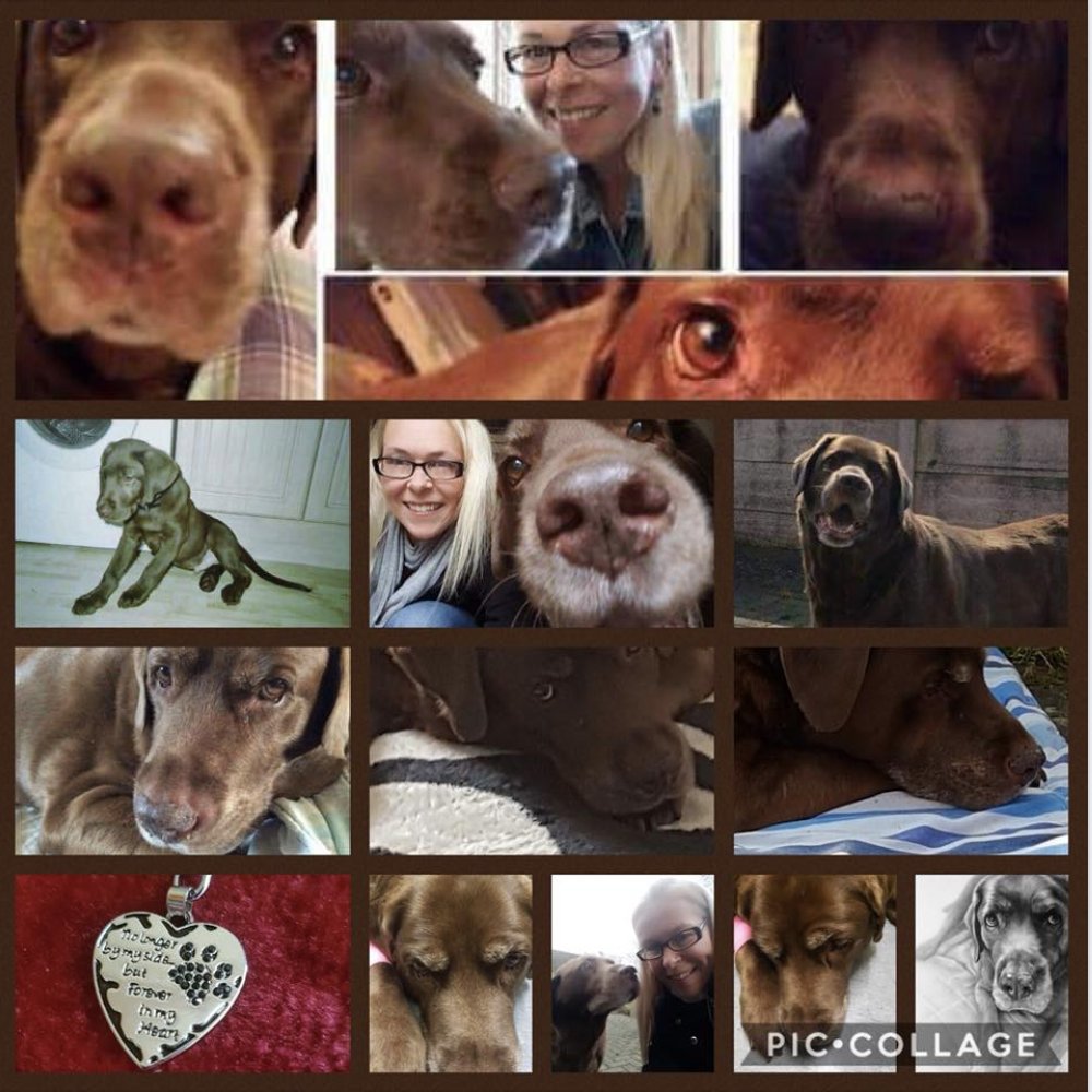 nholten40's tweet photo. Today my baby boy would have been 12! We had an amazing life together. Miss him like crazy but grateful for every wonderful moment we had!
Happy Birthday #BusterBear - love you ❤️🐾
#ChubbaBubba #ThatFace #BusterCuddles #BestFriend #MyWorld https://t.co/LJlNF0EOGe