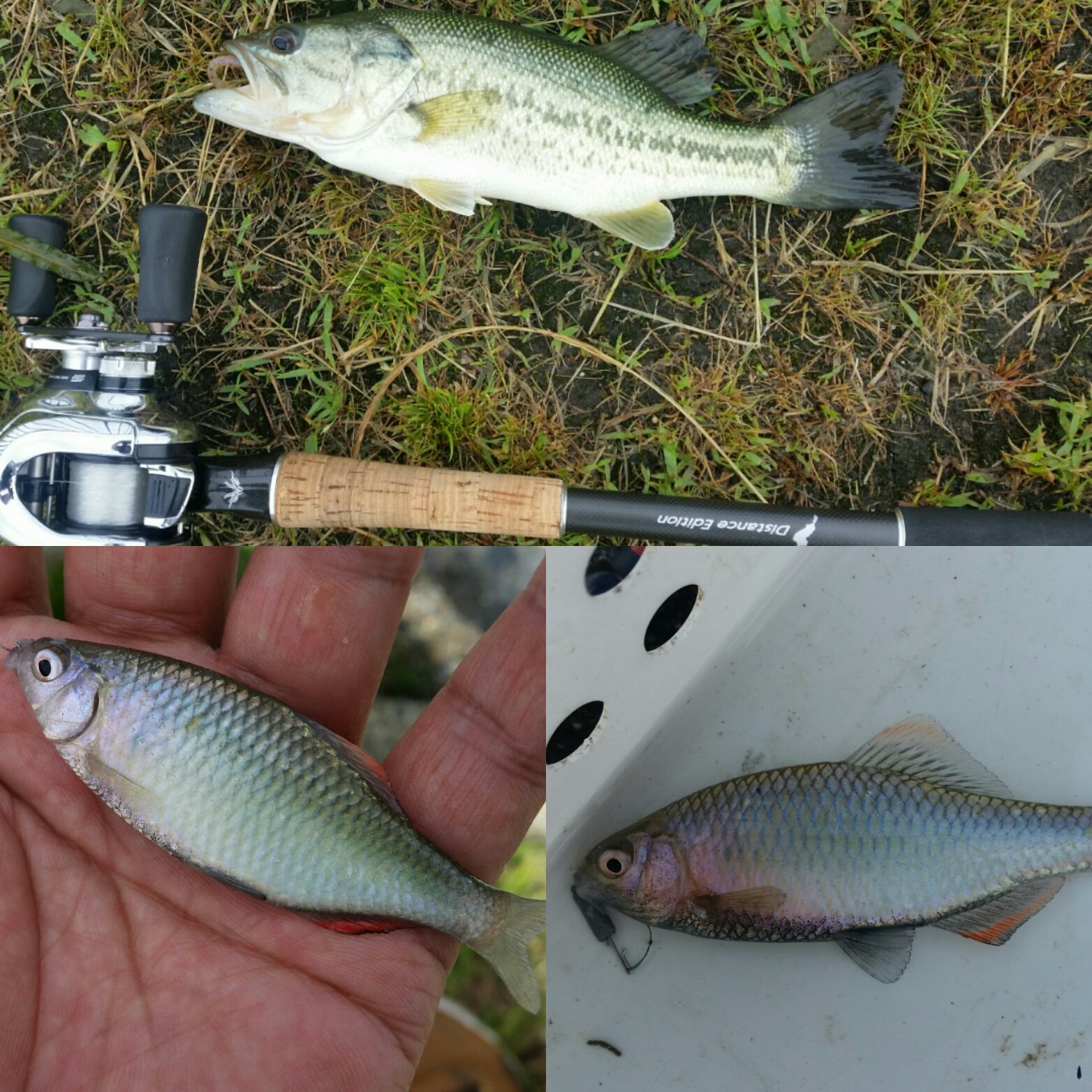 ゆうきパパ Twitter પર 子バスしか釣れなかったので 気分を変える為に少しだけタナゴ釣り 笑 バス釣り 琵琶湖バス釣り タナゴ釣り たなご釣り T Co Ruvqwhouck Twitter
