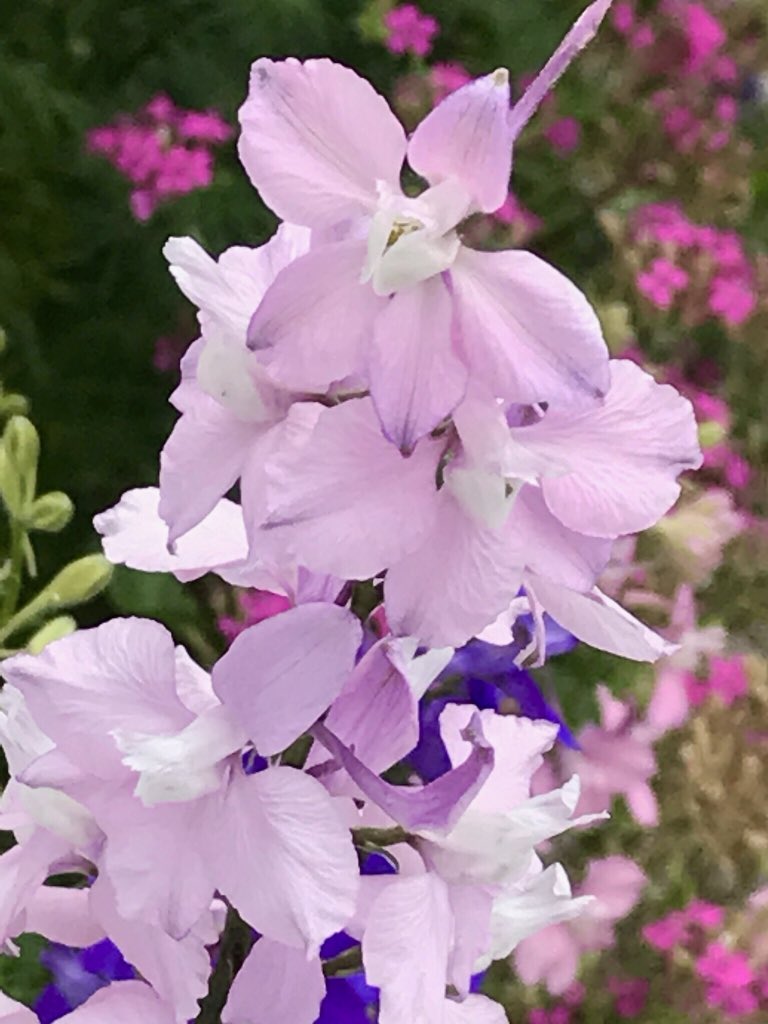 華咲 בטוויטר チドリソウ 千鳥草 Larkspur 飛燕草 花言葉 軽快