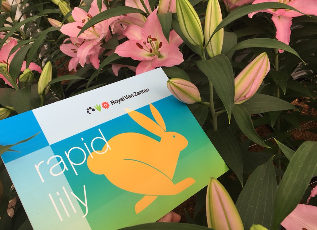 Heb jij onze rapid lelies tijdens #thedutchlilydays al gezien?