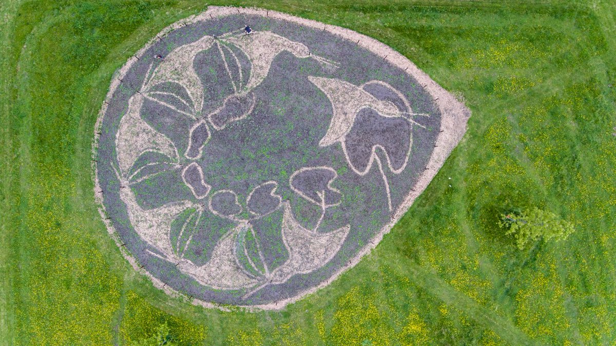 LF_2028's tweet image. Wow, prachtige beelden uit Park Vijversburg in Tytsjerk: daar groeit as we speak een reusachtig veldschilderij geïnspireerd op Escher, opgebouwd uit verschillende vergeten Friese groenten. Lees meer: bit.ly/2HhoOgI #LF2018 #CH2018 #escher #landart #friesland #fryslan