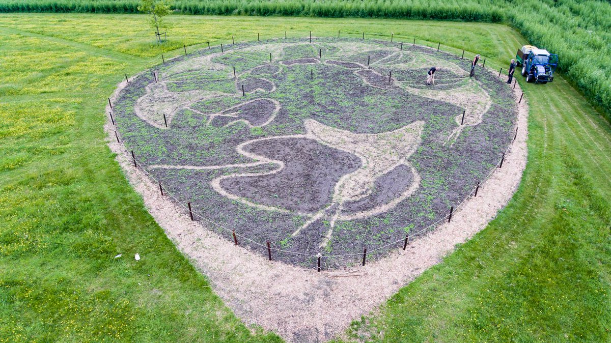 LF_2028's tweet image. Wow, prachtige beelden uit Park Vijversburg in Tytsjerk: daar groeit as we speak een reusachtig veldschilderij geïnspireerd op Escher, opgebouwd uit verschillende vergeten Friese groenten. Lees meer: bit.ly/2HhoOgI #LF2018 #CH2018 #escher #landart #friesland #fryslan