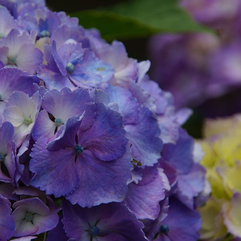kokonetpro's tweet photo. 紫陽花 ~紫~
-------
その他の作品は→@kokonetpro
詳しくは→https://t.co/Bta5PhqYak
-------
#紫陽花 #アジサイ #あじさい #梅雨 #紫 #辛抱強い愛情 #花 #ココネット
#japan #hydrangea #hydrangea_flower #flower #rainy_season #rainy_flower #purple #persevering_affection #kokonet https://t.co/IPGCrfIDLg