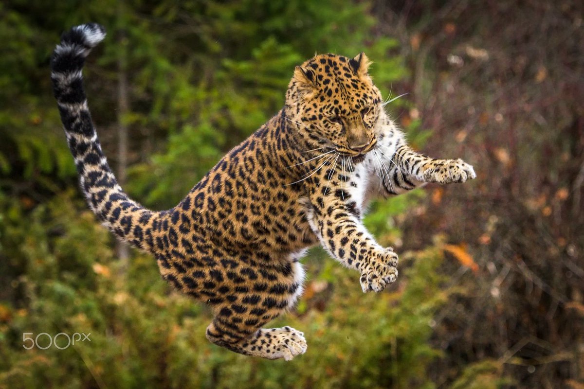 Очень много крупных и быстрых животных. Амурский гепард. Дальневосточный леопард. Дальневосточный леопард бежит. Таежный Ягуар.