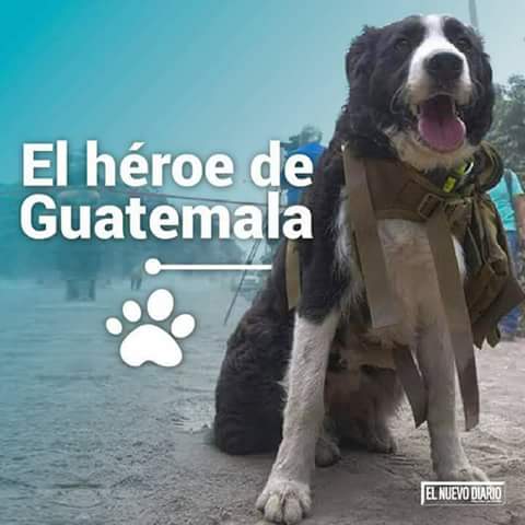 carlosluismlara's tweet photo. Hermosoo ❤❤❤😍Guatemala tambien tiene un heroe ❤
Se Llama #SAMMYY

SAMMY, LLEVA DOS DÍAS DE TRABAJO COMO RESCATISTA CON LA CONRED 👏👏🐶🐺🐕 https://t.co/WDa26aP60o