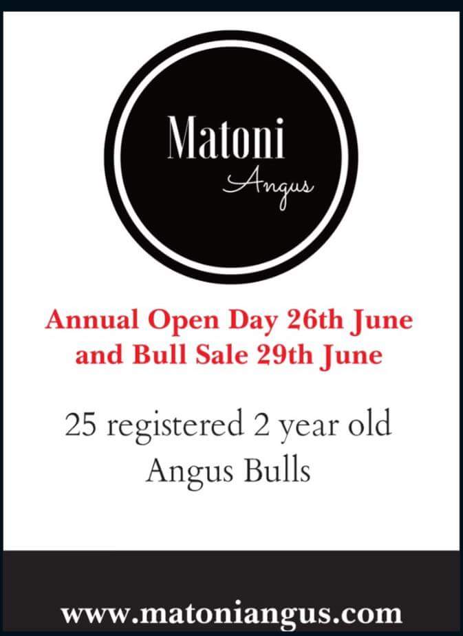 struanp's tweet photo. 25 bulls sell June 29th at the Matoni Angus Stud @AuctionsPlus Bull Sale. Sale deatils &amp; catalogue at: https://t.co/RoNAyzWxay https://t.co/w6mO05etlU