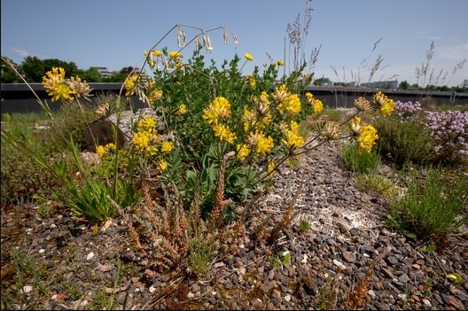 Toitsverts's tweet image. La #biodiversité se réfugie sur les toits  ow.ly/lVTA30knJOh