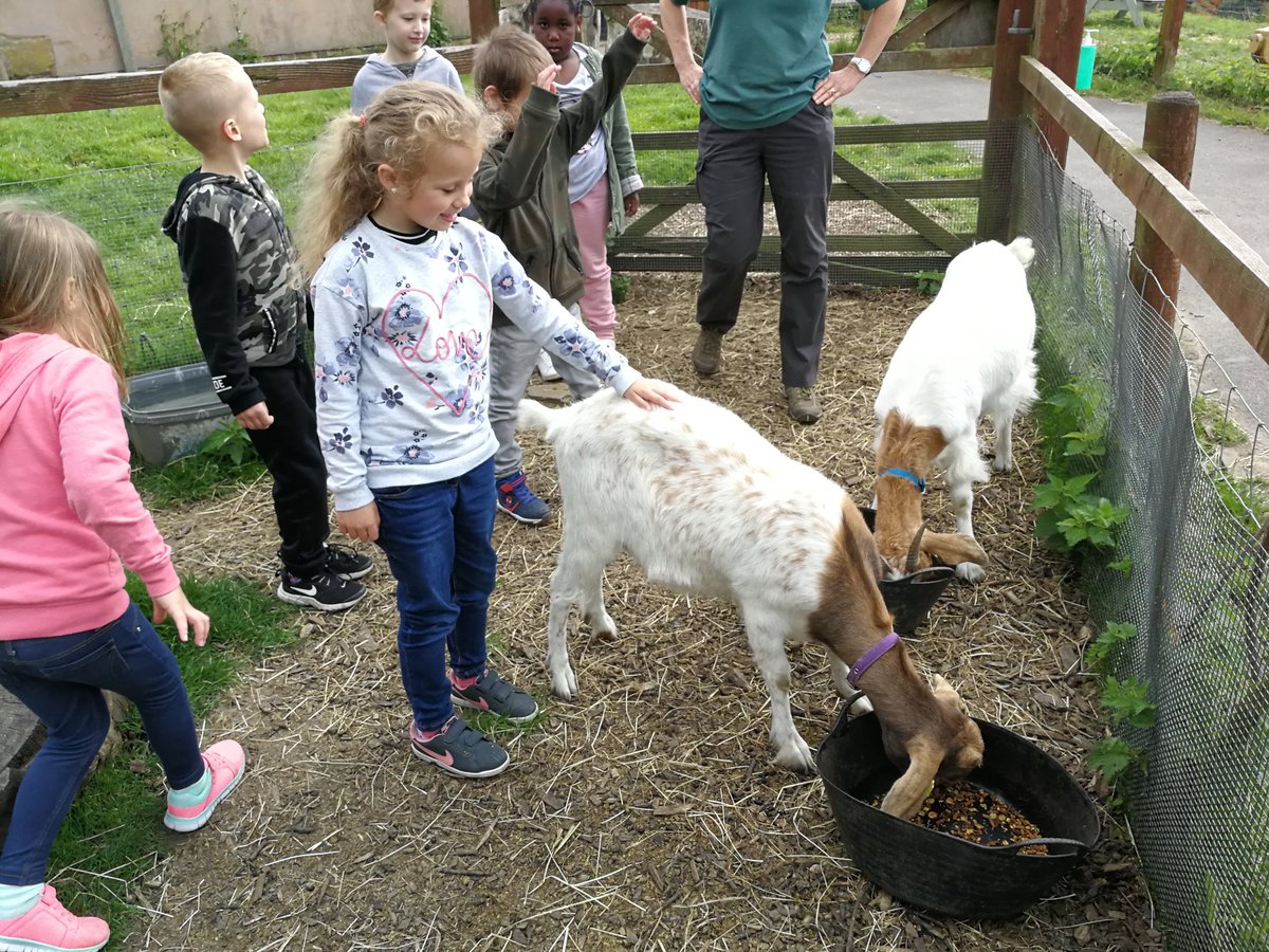 Y2Stradbroke's tweet photo. @StradbrokePri Time to start our farm jobs #feedingtime 🐐🐓🐇 #WhirlowHallFarm https://t.co/O8eojK1eJu
