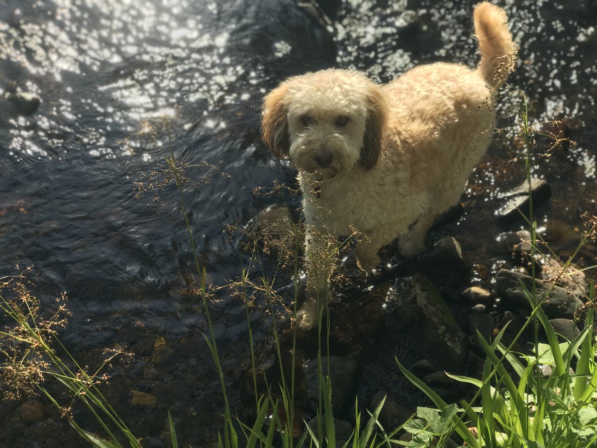 VOsocialscot's tweet photo. Taking the office outside...in the sun by the river planning next #vosocial Happy Days! @blythyken @GPVoiceovers   #voiceacting #vo #outthebooth https://t.co/vDFBoUkaZn