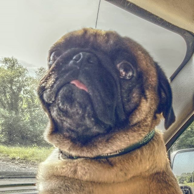 Ehrencongdon's tweet photo. "Yay, we're going somewhere!  Wait, what does snipped mean?" #blamesamie https://t.co/J9DYuvxMNS https://t.co/md4iFFSoBJ