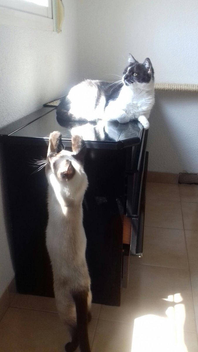 sosgatosmurcia's tweet photo. La vaquita Ali y su nueva mejor amiga Oli vienen a demostrarte que siempre 2 #gatos mejor que 1! Ali-Oli en #adopción conjunta! https://t.co/b2wLMleFC6