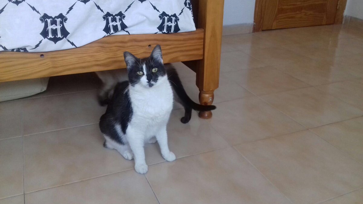 sosgatosmurcia's tweet photo. La vaquita Ali y su nueva mejor amiga Oli vienen a demostrarte que siempre 2 #gatos mejor que 1! Ali-Oli en #adopción conjunta! https://t.co/b2wLMleFC6
