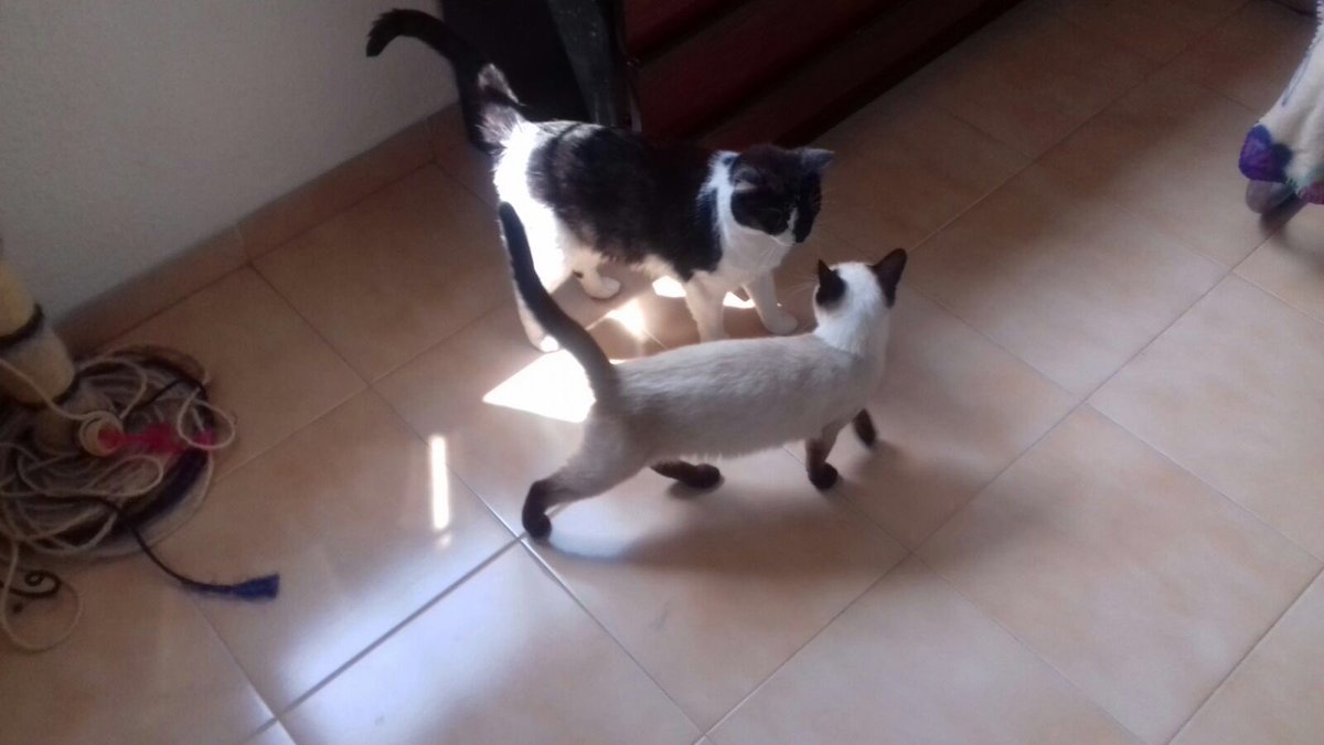 sosgatosmurcia's tweet photo. La vaquita Ali y su nueva mejor amiga Oli vienen a demostrarte que siempre 2 #gatos mejor que 1! Ali-Oli en #adopción conjunta! https://t.co/b2wLMleFC6