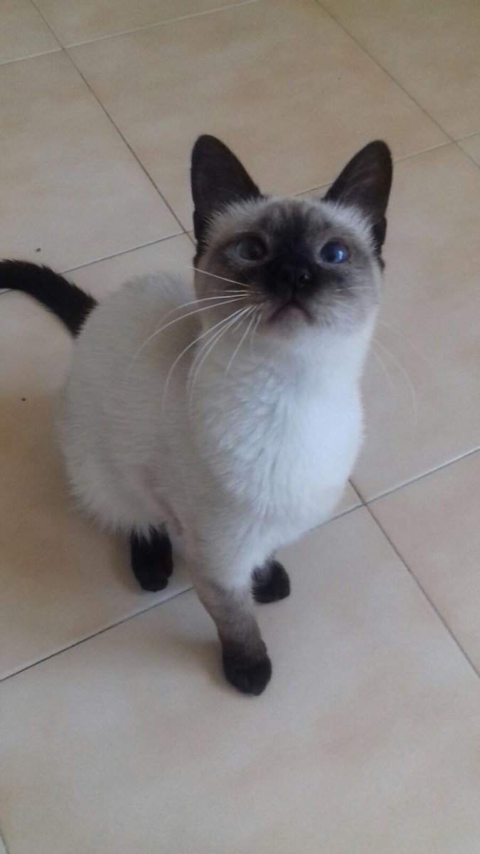 sosgatosmurcia's tweet photo. La vaquita Ali y su nueva mejor amiga Oli vienen a demostrarte que siempre 2 #gatos mejor que 1! Ali-Oli en #adopción conjunta! https://t.co/b2wLMleFC6