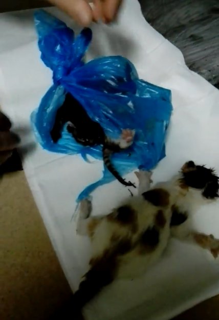 pyrrhula_bae's tweet photo. Des chatons ont encore été trouvés, à l'agonie, enfermés dans un sac en plastique. Ce n'est pas un cas isolé.

⚠Prenez le temps d'ouvrir les sacs et cartons des poubelles sur les parkings,  trottoirs, derrière les magasins, sur le bord des routes... Vous pourrez sauvez des vies. https://t.co/l2mQ30dWNJ