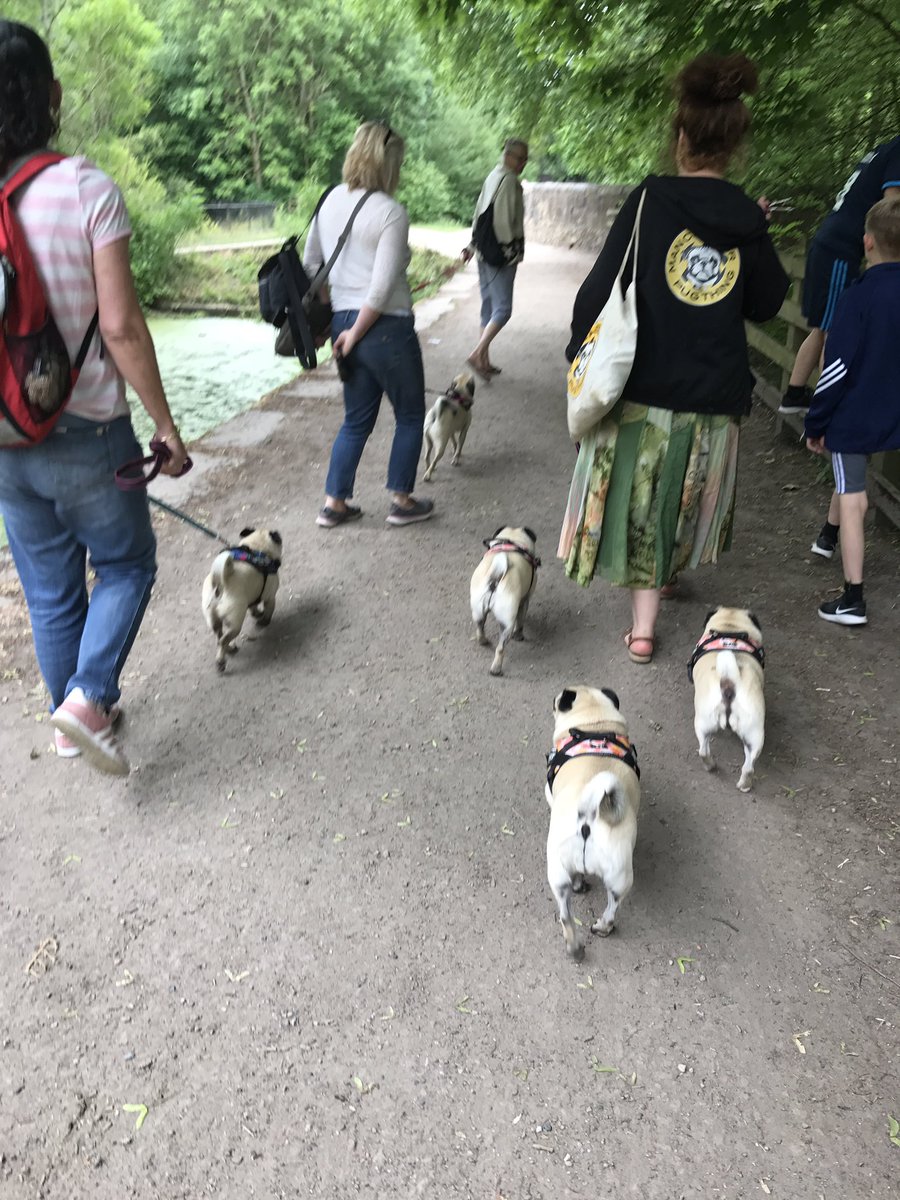 ThingPug's tweet photo. Nice midweek pug walk yesterday #midweek #pugs #puglovers #puggroup #NatureIsBeautiful https://t.co/UklouhoXj7