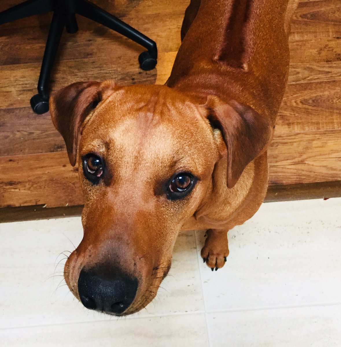 JulieCridland's tweet photo. Working from home today being kept company by this gorgeous beast #DogsOfAster #LoveWhereYouWork https://t.co/BjiON5MS06