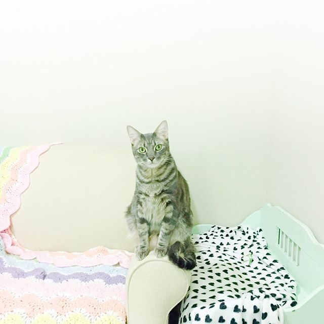 fablesandfauna's tweet photo. The "stop drawing and pet me" stare. 😾💕 ------------------------ #catgram #cutecatcrew  #everydayiscaturday  #bestmeow #meowvswoof 
#bestcats_oftheworld @bestcats_oftheworld #adoptdontshop #cutecatsofinstagram #ilovecats #neko #cat_features #catsofth… https://t.co/r1gpKnzdQy https://t.co/S7OLgCPDzB