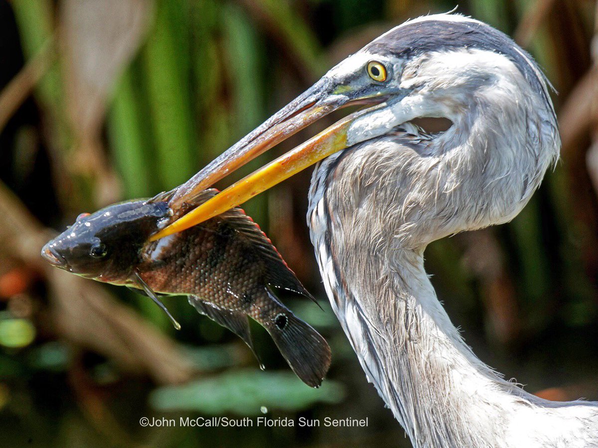A great blue heron has lunch at Wakodahatchee Wetlands in Delray Beach. Money magazine named it Best Park @SunSentinel photo John McCall Chrck out more pics southflorida.com/sf-photos-wako… @DowntownDelray @floridaparks #birds @NWF #NaturePhotography
