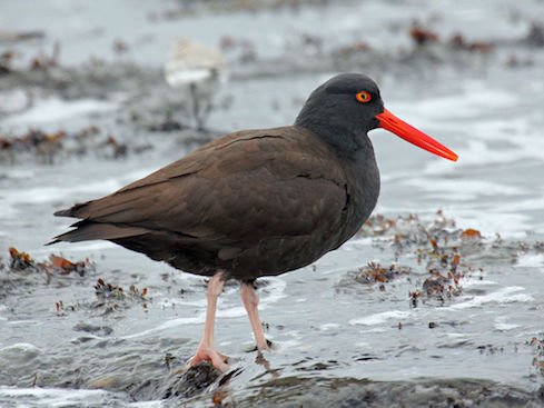 InformationWeek's tweet photo. A small team of @audubonsociety #datascientists used #machinelearning and crowdsourced 100+ years of data to predict climate change's effect on where birds will live in the future. https://t.co/gZHncVaPOj #datascienceonabudget https://t.co/Q9wuoIMsJC