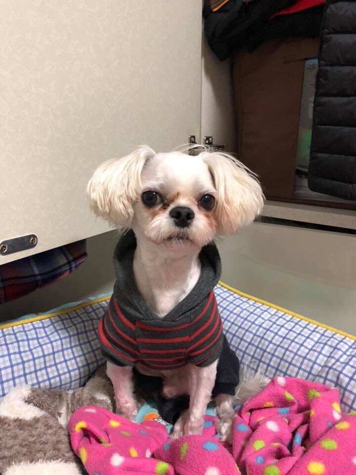 VR99z0nu3in4b8X's tweet photo. 🆘🆘강아지를찾습니다🆘🆘
6월 6일 오후 8시 40분경 노원구 상계동에서 잃어버렸다고 합니다.
현재 아이가 많이 아프고 저희 집에서 분양했던 강아지라 꼭 찾았으면 합니다.
목격하셨거나 임보중이시면 010-5577-4813으로 연락 주시면 감사하겠습니다. #강아지 #말티즈 #유기견 #상계 #노원 https://t.co/xCDKQqVz5s