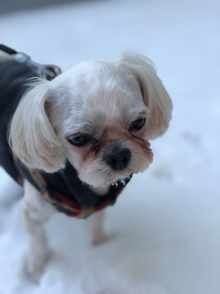 VR99z0nu3in4b8X's tweet photo. 🆘🆘강아지를찾습니다🆘🆘
6월 6일 오후 8시 40분경 노원구 상계동에서 잃어버렸다고 합니다.
현재 아이가 많이 아프고 저희 집에서 분양했던 강아지라 꼭 찾았으면 합니다.
목격하셨거나 임보중이시면 010-5577-4813으로 연락 주시면 감사하겠습니다. #강아지 #말티즈 #유기견 #상계 #노원 https://t.co/xCDKQqVz5s