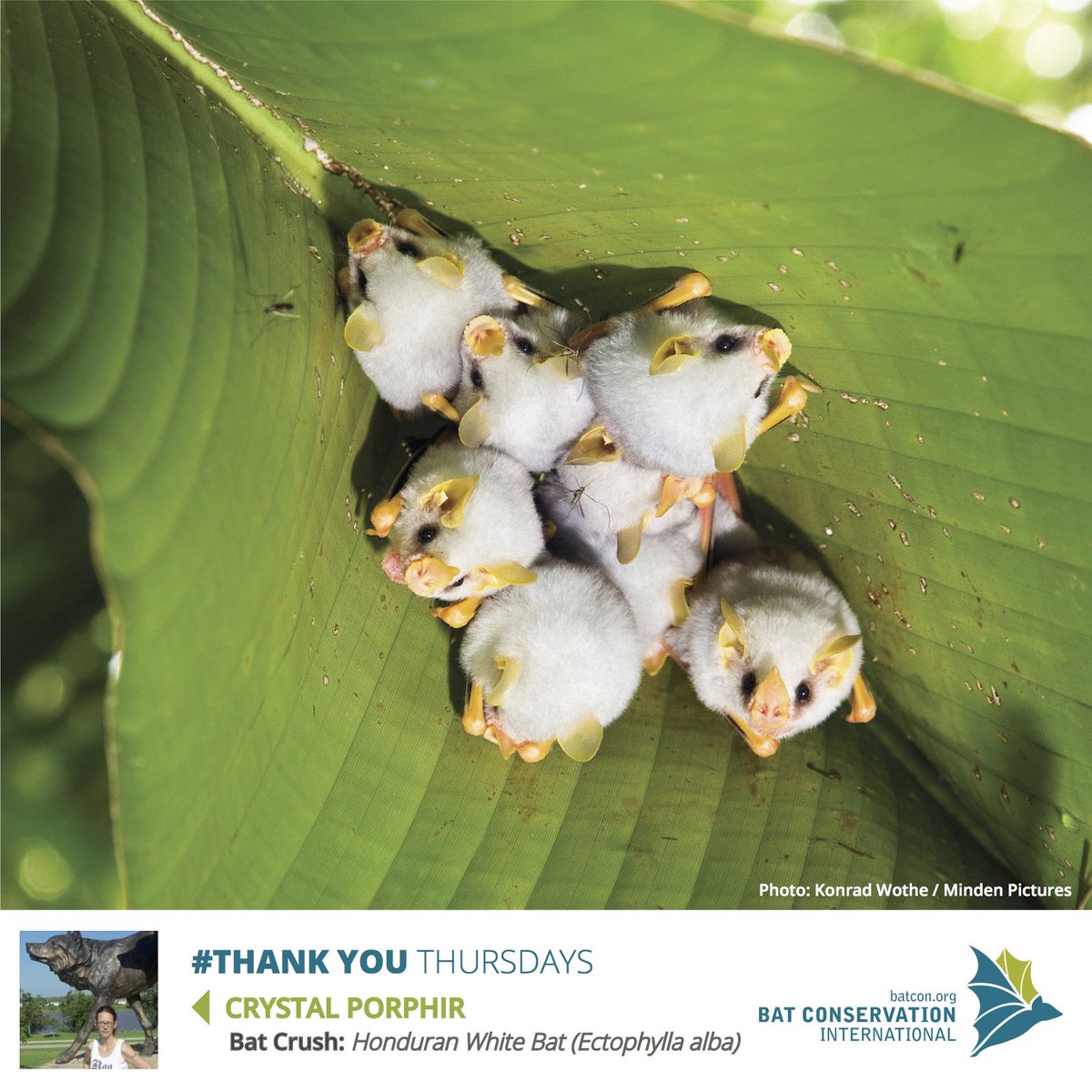 This week’s #ThankYouThursday goes out to a very special BCI member - Crystal Porphir of Tulsa, OK. 🦇🦇
Join us today to ensure a future for bat conservation!

batcon.org/join