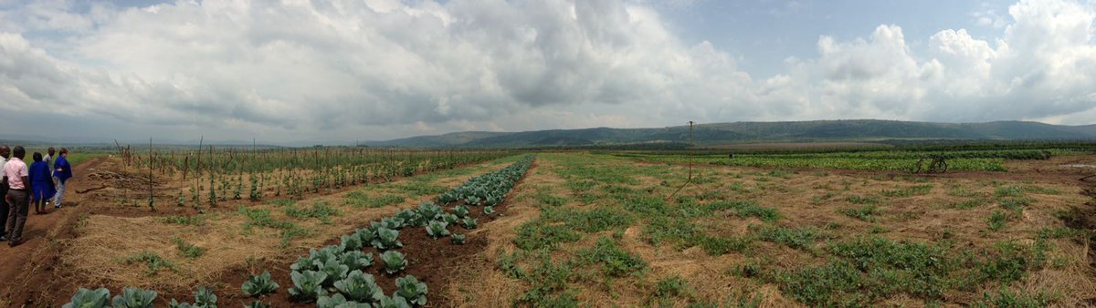 HGTRwanda's tweet photo. Showcase new or improved crops and #teaching various new #technologies and #techniques also are our #passion to bring the vegetable growers to the #NextLevel :-)
#FarmerFieldDay
#DemoPlot https://t.co/SpKVqzx4WT