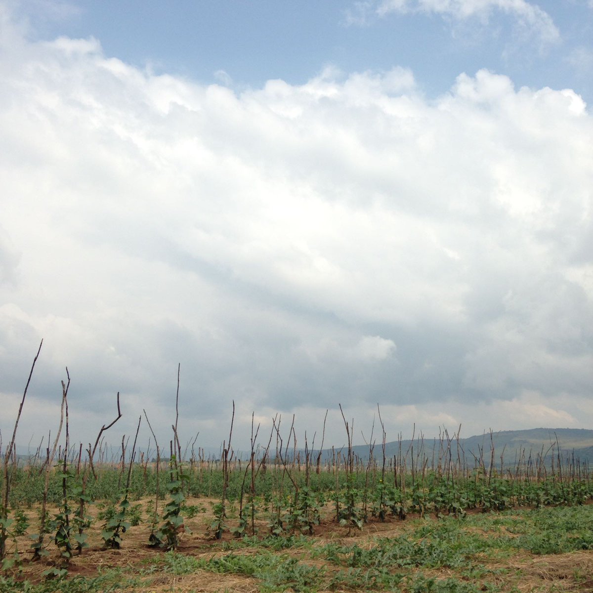 HGTRwanda's tweet photo. Showcase new or improved crops and #teaching various new #technologies and #techniques also are our #passion to bring the vegetable growers to the #NextLevel :-)
#FarmerFieldDay
#DemoPlot https://t.co/SpKVqzx4WT