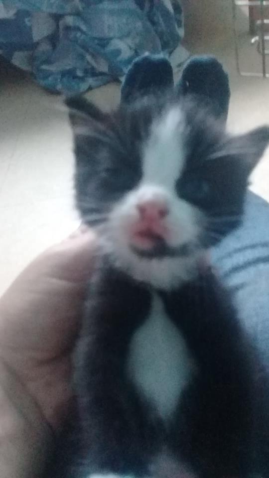 LJD_Diablotins's tweet photo. Pour voir nos derniers #sauvetages : https://t.co/CPRMsWKMnr 
Pour nous aider : https://t.co/x4DYai3GFL
@SecondeChance @Wamiz @helloasso #CatsOfTwitter #AdoptDontShop https://t.co/0bXFX5GNrd
