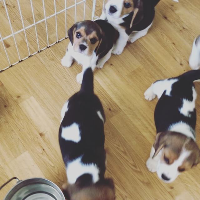 averythebeagle's tweet photo. My Beagle family 🐶🐾
*
*
#beaglesofinstagram #beagle #puppies #puppiesofinstagram #puppies #instagood #brother #siblings #dog #cutepuppies #cutedogs #akc #purebred #adorable #loving #avery_the_beagle #lapup #saturday #instapuppy #beaglefamily #videoof… https://t.co/tYSsx1Fjaw https://t.co/pHXZNRwPge