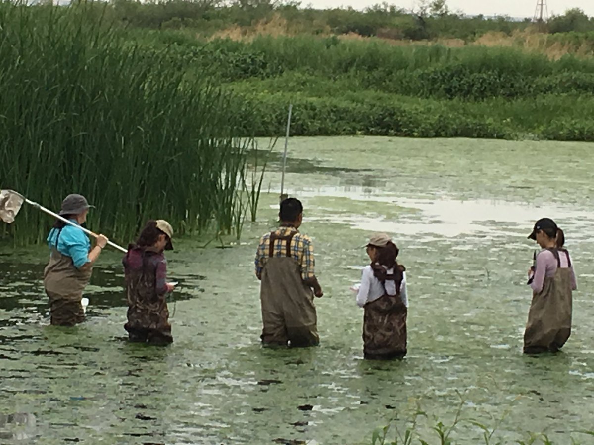 davidallenyoung's tweet photo. Data collection with TI and Vernier at Rio Bosque Wetlands Park managed by UTEP in El Paso. #StemGrow https://t.co/Qy0sk9KgVD