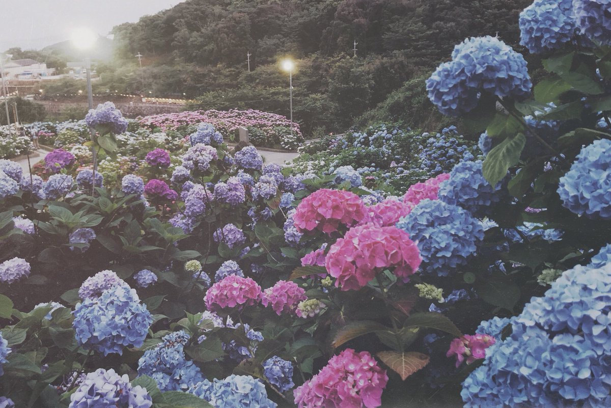 死んだら行く場所みたいなとこだったし、三脚持ち込みのキャメラマンやカップルやカップルとすれ違いながら地べたに膝やらお尻やらをつけてiPhoneで写真を撮っていたのはこのわしです。